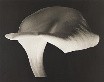 HORST P. HORST (1906-1999) Calla Lily. 1944; printed later.                                                                                      